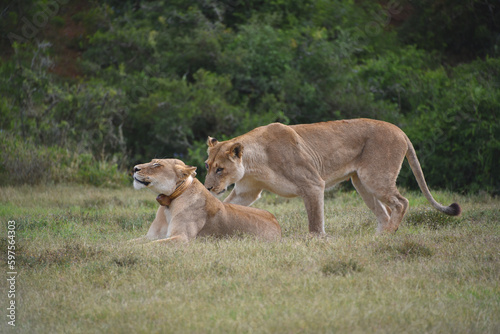 Photography Africa- Close Up of Two Wild Female Lions in the Wilderness Together
