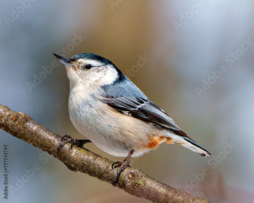 Nuthatch White breasted Photo and Image. Perched on a tree branch with a blur background in its environment and habitat surrounding. Nuthatch Portrait.