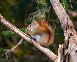 Squirrel Photo and Image.  Close-up side view standing on a tree branch with a soft blur forest background in its environment and habitat surrounding,