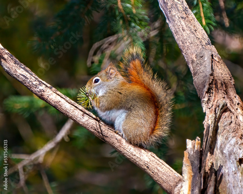 Squirrel Photo and Image. Close-up side view standing on a tree branch with a soft blur forest background in its environment and habitat surrounding,