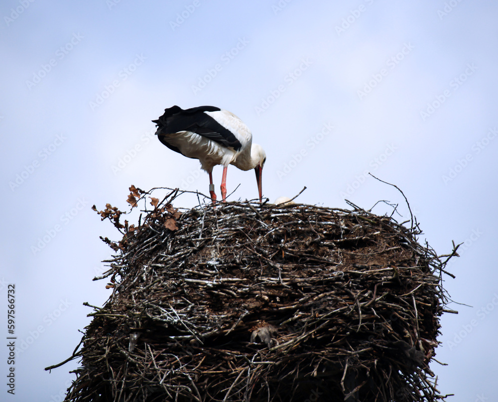 Fototapeta premium Ein Weißstorch, Ciconidae hoch oben in seinem Storchennest, den Horst. 