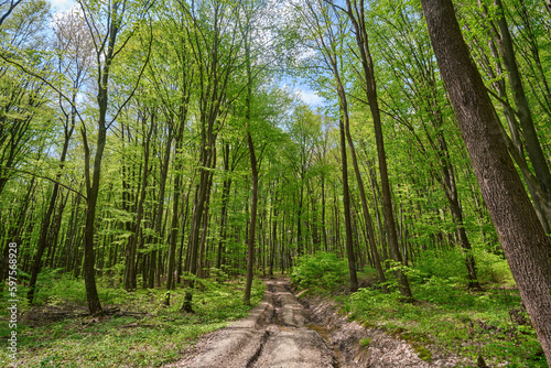 Fototapeta Naklejka Na Ścianę i Meble -  Dirt road in the spring, green forest on a sunny, warm day.