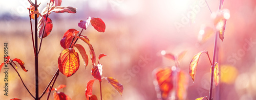 Red autumn leaves on the branches of young trees on a blurred background in sunny weather