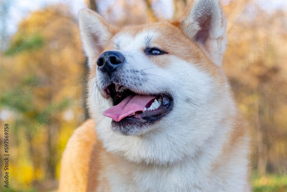 Akita dog close up in autumn park on a background of trees with yellow leaves