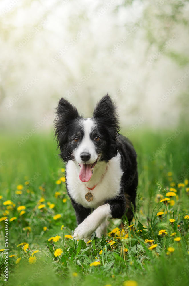 a border collie dog sits in the flowers of a blooming tree spring photo of a dog