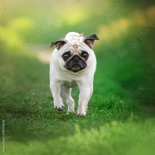 pug dog walking on green grass spring and pet 