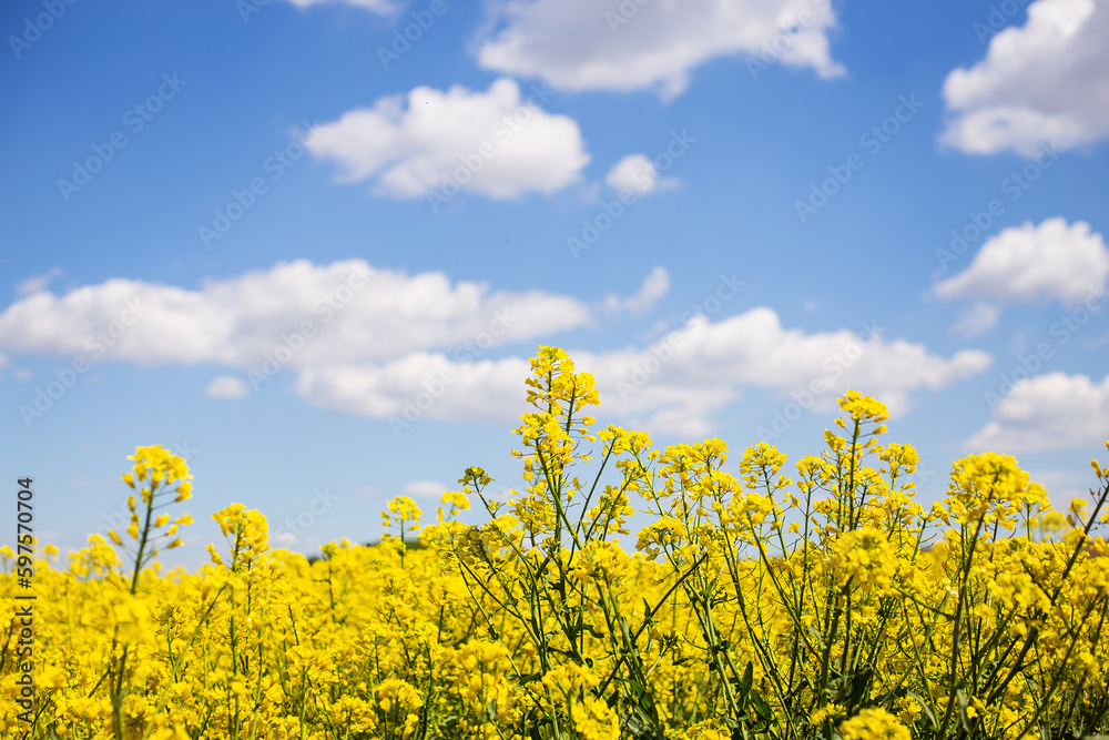 Beautiful yellow rapeseed field with a beautiful blue sky. Biofuel concept. Beautiful yellow rapeseed field with a beautiful blue sky. Biofuel concept.