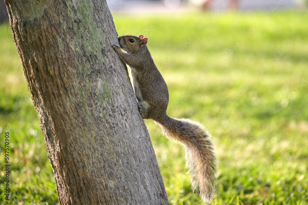 Beautiful wild gray squirrel climbing tree trunk in summer town park Beautiful wild gray squirrel climbing tree trunk in summer town park