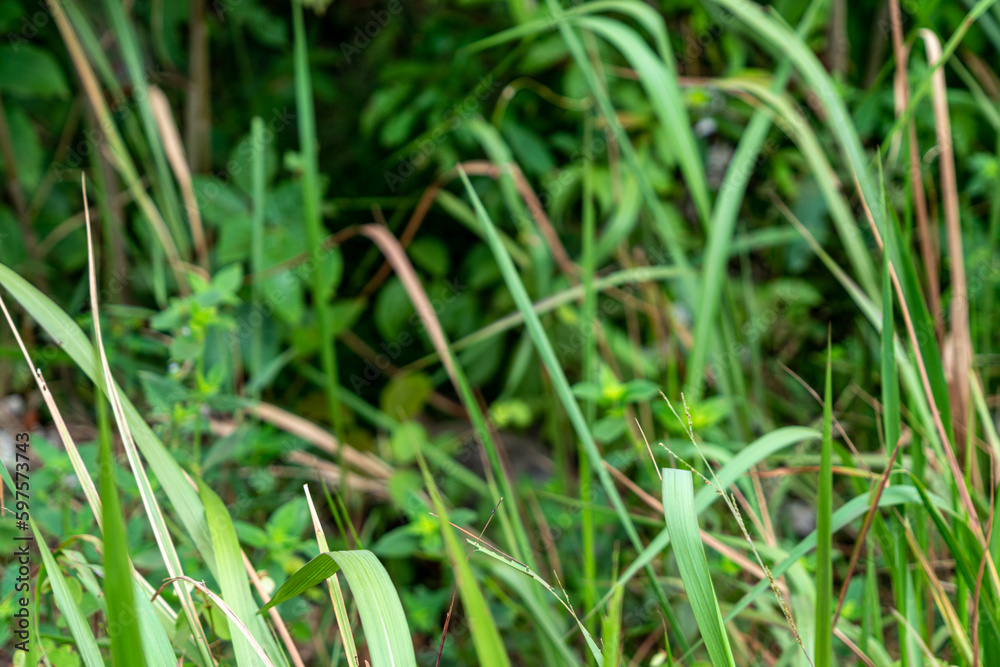 Green texture with herbs in Colombian amazon Green texture with herbs in Colombian amazon