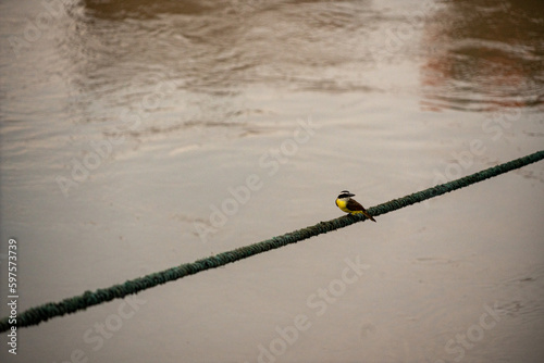 Bird over the Guaviare river in Colombia