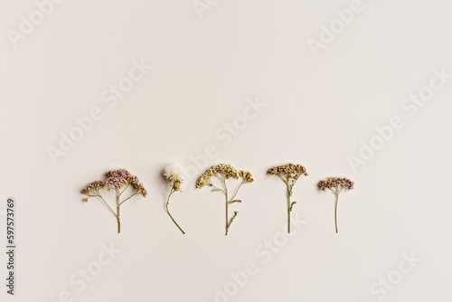 Minimal autumn composition with dried wild flowers on beige background, nature autumnal decor, still life photo neutral colors, minimal flat lay of natural forest flowers. Autumn, fall concept.