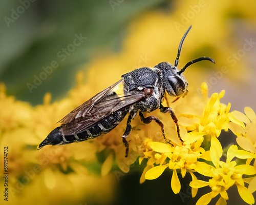 Close up of a Coelioxys Sharp-tailed Cuckoo Bee (Megachilidae sp) feeding on the pollen of yellow goldenrod flowers. Long Island, New York, USA