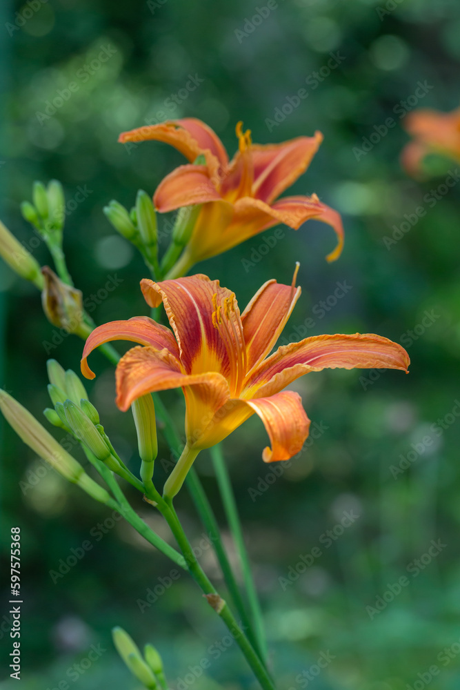 Orange lily in sunlight macro photography on a summer day. Garden flower with orange petals in the sunset light close-up photo. Orange lily in sunlight macro photography on a summer day. Garden flower with orange petals in the sunset light close-up photo.