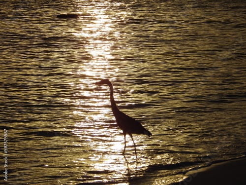 silhouette Grey Heron bird standing on the beach ,the golden light from sunset reflected to the ocean  at Maldives