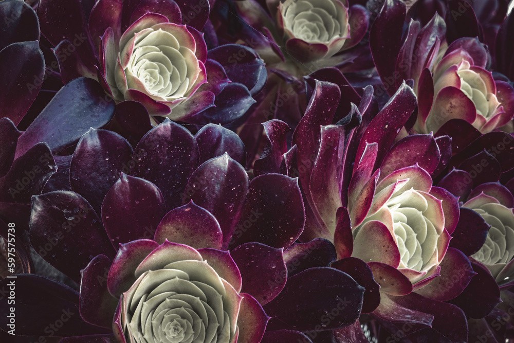 Obraz premium Nature background made with a close-up of the leaves of a succulent plant in bizarre colors 