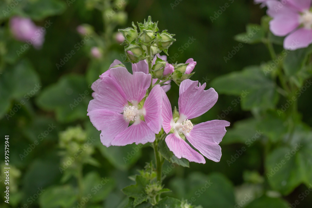 Pink mallow flower on a green background on a sunny summer day macro photography. Blooming garden malva flower with pink petals closeup photo in summer. Pink mallow flower on a green background on a sunny summer day macro photography. Blooming garden malva flower with pink petals closeup photo in summer.
