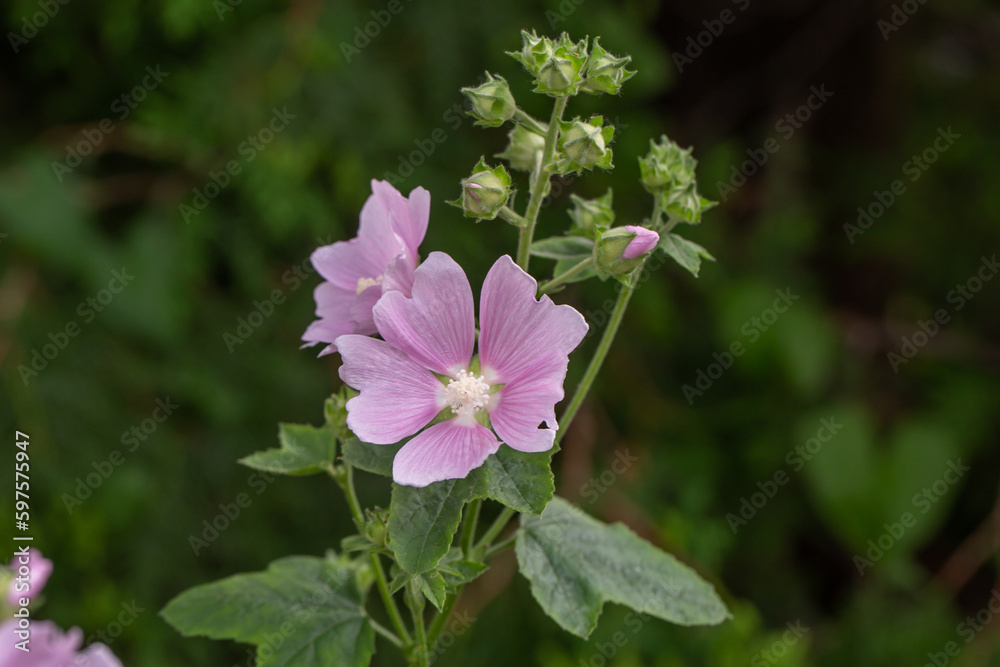 Pink mallow flower on a green background on a sunny summer day macro photography. Blooming garden malva flower with pink petals closeup photo in summer. Pink mallow flower on a green background on a sunny summer day macro photography. Blooming garden malva flower with pink petals closeup photo in summer.