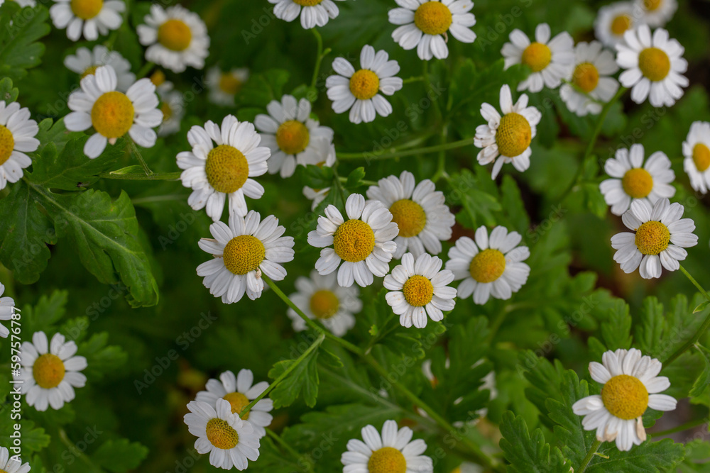 Fototapeta premium Blooming daisy flowers on a summer sunny day macro photo. Wildflowers with white petals in the meadow close-up photo. Blossom daisies in springtime floral background.