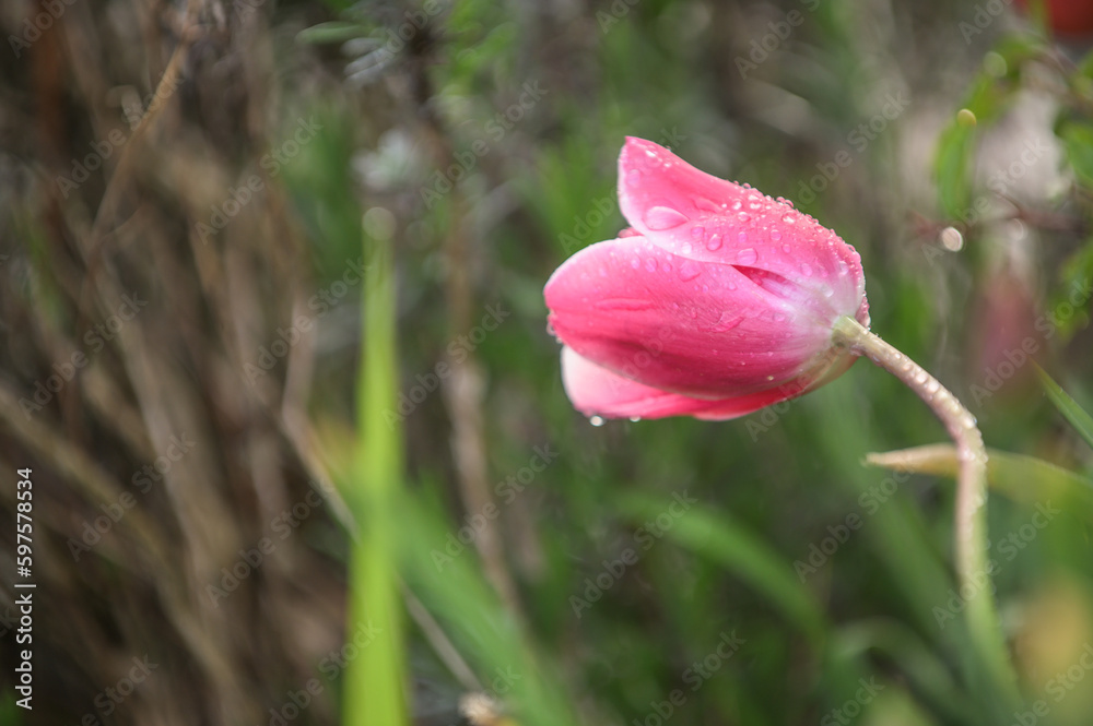 Obraz premium Tulpe mit Regentropfen vor unscharfem Hintergrund