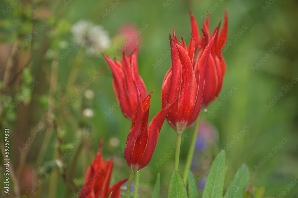 Tulpen in Flammenform mit Regentropfen vor unscharfem Hintergrund