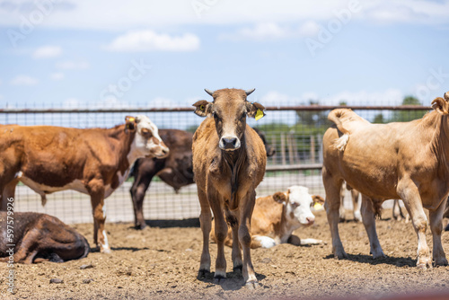 Ranch