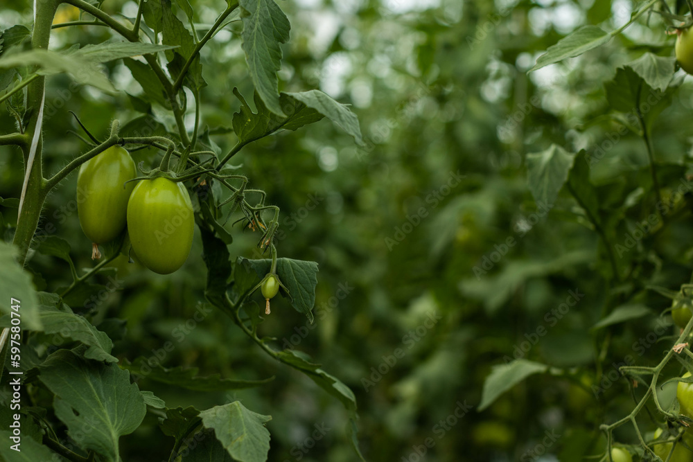Recolección de tomate Recolección de tomate