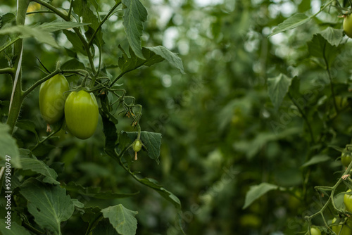 Recolección de tomate