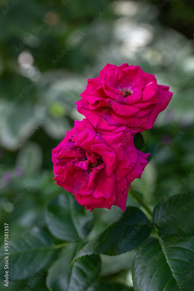 Blooming pink rose flower macro photography on a sunny summer day. Garden rose with pink petals close-up photo in the summertime. Tender rosa floral background.