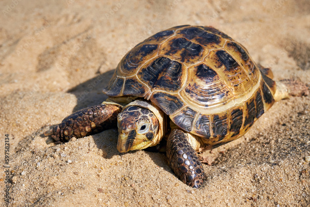 Russian tortoise in the sand. Land turtle close up Russian tortoise in the sand. Land turtle close up