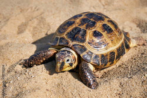 Russian tortoise in the sand. Land turtle close up © DAndreev