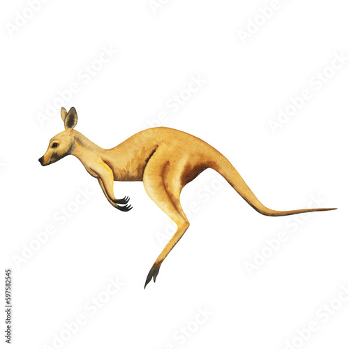 Australian watercolour kangaroo hand drawn illustration isolated on white light brown color jumping. High quality illustration © Freshinglights