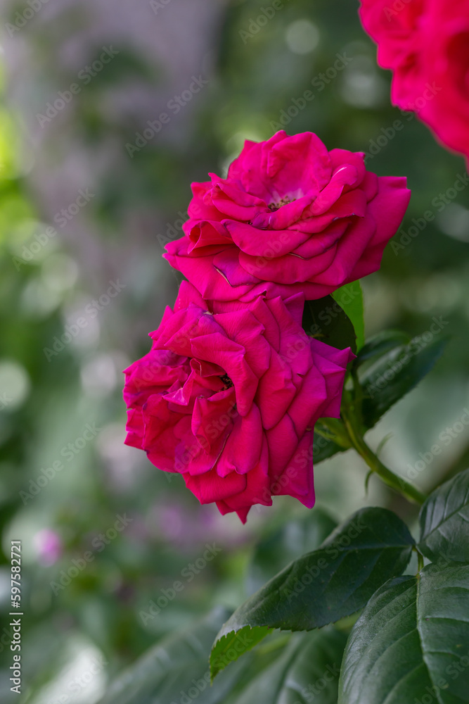 Blooming pink rose flower macro photography on a sunny summer day. Garden rose with pink petals close-up photo in the summertime. Tender rosa floral background.