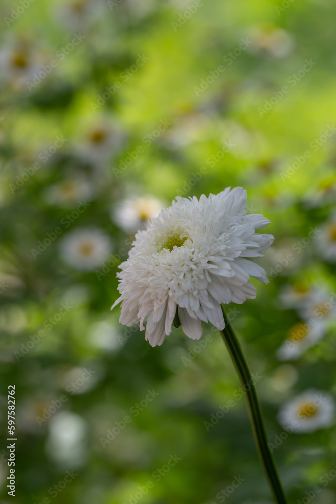 Blooming white chamomile flower on a green background in a summer sunny day macro photo. Fluffy camomile with white petals in the meadow close-up photo. Blossom daisy in springtime floral background. Blooming white chamomile flower on a green background in a summer sunny day macro photo. Fluffy camomile with white petals in the meadow close-up photo. Blossom daisy in springtime floral background.