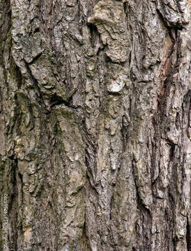 Background of Sophora bark. Detail of the bark of Sophora - Latin name - Sophora japonica pendula.