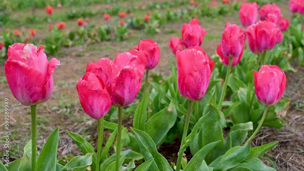 Pink tulips flowers growing in the field. Spring beautiful flowers Pink tulips flowers growing in the field. Spring beautiful flowers