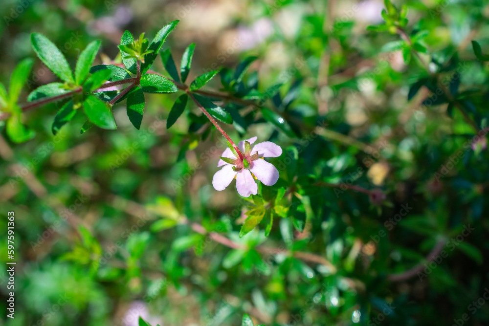 Mānuka flower | mānuka myrtle | Leptospermum scoparium Mānuka flower | mānuka myrtle | Leptospermum scoparium