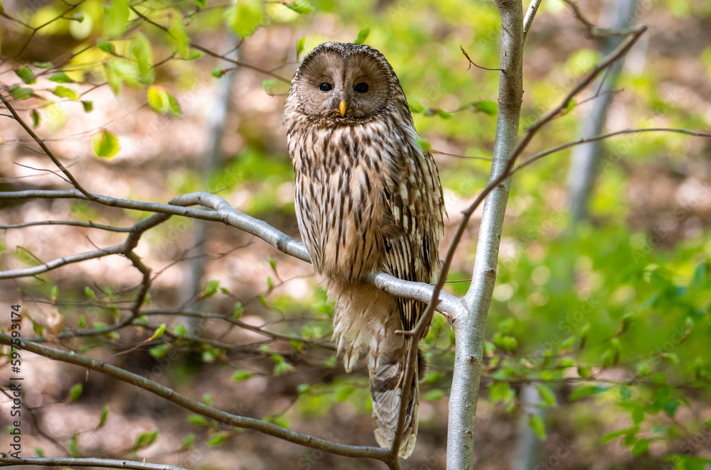 A Strix uralensis bird sitting on a branch in the woods A Strix uralensis bird sitting on a branch in the woods