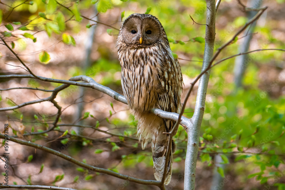 A Ural owl bird looking curiously A Ural owl bird looking curiously