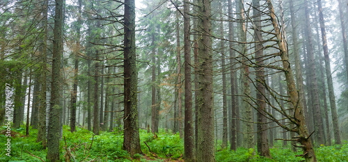 wet  fir tree forest after a rain in blue mist