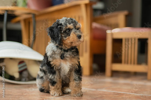 Brown and black cockapoo puppy looking to the side in the living room with a toybox and chair behind him. photo