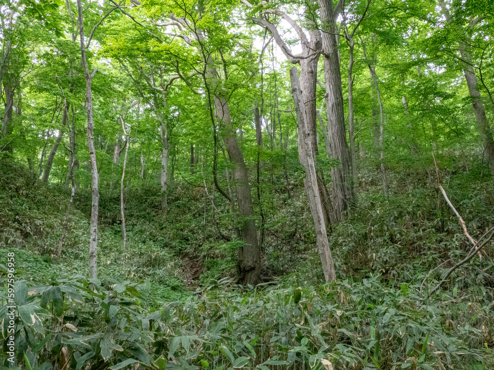 Fototapeta premium 春の円山原始林（北海道札幌市）
