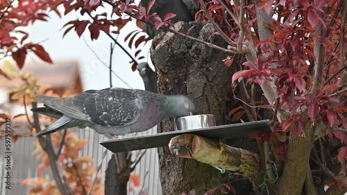 pigeons,tourterelles, oiseaux des villes