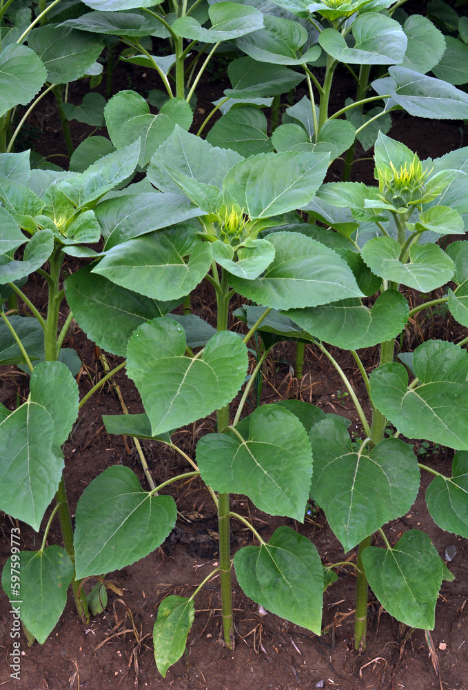 Obraz premium Young sunflower plants before the flowers appear