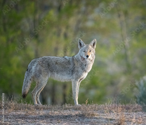 Healthy Looking Coyote 