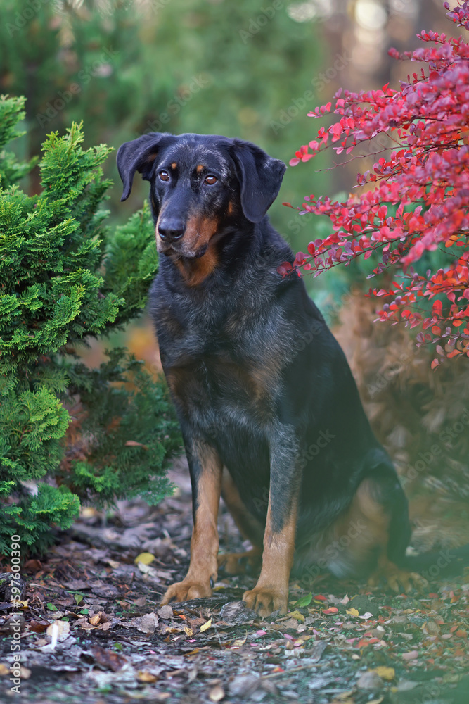 Obedient harlequin Beauceron dog posing outdoors sitting in a garden between a red bush and Thuja occidentalis in autumn