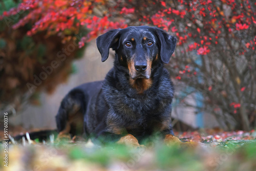 Cute harlequin Beauceron dog posing outdoors lying down in a garden under red bushes in autumn