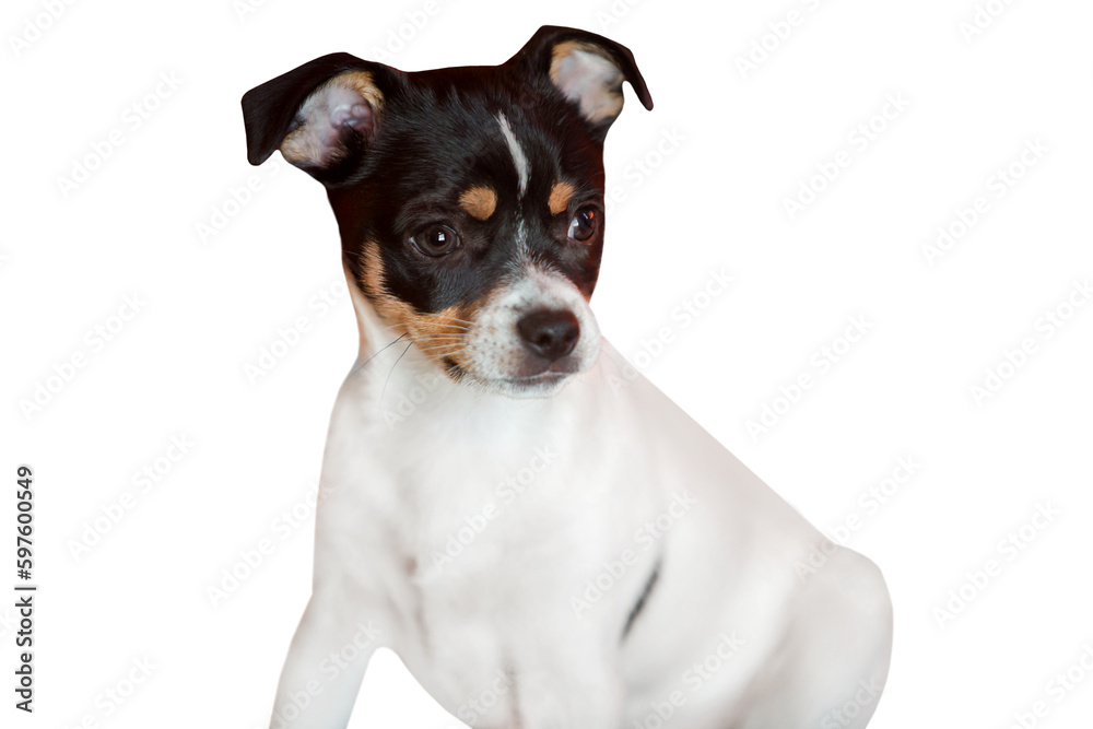Mad puppy isolated against a white background