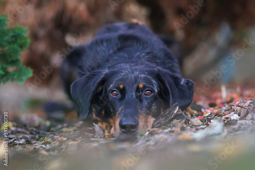 Cute harlequin Beauceron dog posing outdoors lying down on a ground in a garden in autumn