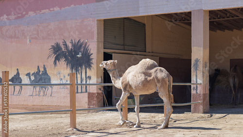 Canvas Print A camel in a pen in clear weather