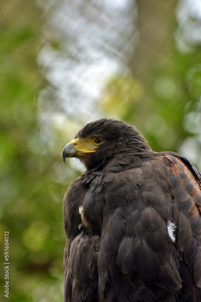 Fototapeta premium portrait of a eagle